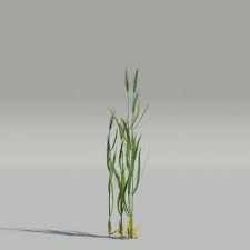 Image result for Secale cereale