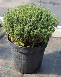 Image result for Thymian