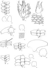 Attēlu rezultāti vaicājumam “Jungermannia sphaerocarpa sporophyte”
