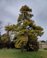 Attēlu rezultāti vaicājumam “Pinus sylvestris var. turfosa”