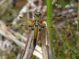 Attēlu rezultāti vaicājumam “Libellula quadrimaculata eggs”
