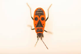 Attēlu rezultāti vaicājumam “Pyrrhocoris apterus”