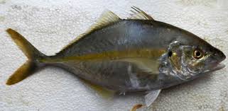 Image result for Pseudocaranx dentex