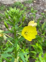 Image result for Oenothera biennis