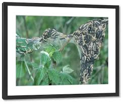 Attēlu rezultāti vaicājumam “Yponomeuta evonymella larva”