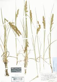 Attēlu rezultāti vaicājumam “Calamagrostis stricta”