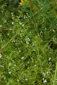 Attēlu rezultāti vaicājumam “Galium palustre fruit”