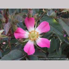 Attēlu rezultāti vaicājumam “Rosa glauca flower”