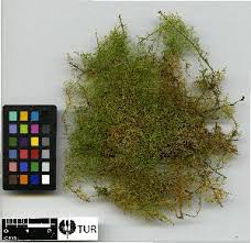 Attēlu rezultāti vaicājumam “Thuidium assimile”