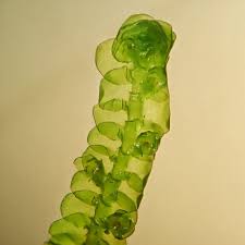 Attēlu rezultāti vaicājumam “Porella cordaeana”