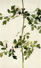 Image result for Adlumia fungosa