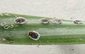 Attēlu rezultāti vaicājumam “Adelges laricis nymph”