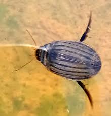 Attēlu rezultāti vaicājumam “Acilius sulcatus”