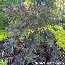 Image result for Geranium pratense