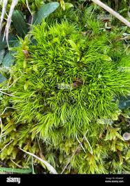 Attēlu rezultāti vaicājumam “Dicranum spurium”