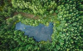 Image result for лес,