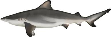 Image result for Carcharhinus leucas