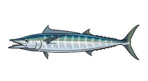 Image result for Acanthocybium solandri