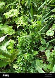 Attēlu rezultāti vaicājumam “Galium rivale”