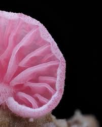 Attēlu rezultāti vaicājumam “Bryum pallescens sporophyte”