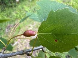 Attēlu rezultāti vaicājumam “Contarinia petioli”