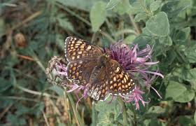 Attēlu rezultāti vaicājumam “Melitaea phoebe”
