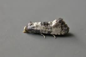 Attēlu rezultāti vaicājumam “Cochylis dubitana”