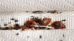 Image result for bed bugs