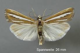 Attēlu rezultāti vaicājumam “Catoptria fulgidella”