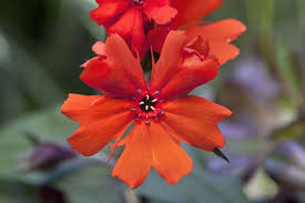 Attēlu rezultāti vaicājumam “Silene x arkwrightii Vesuvius flower”