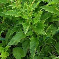 Attēlu rezultāti vaicājumam “Chenopodium bonus-henricus leaf”