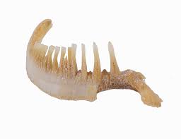 Image result for Moxostoma macrolepidotum