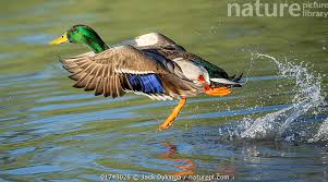 Attēlu rezultāti vaicājumam “Anas platyrhynchos male”