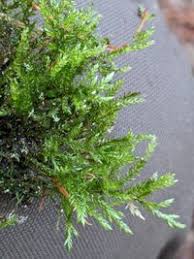 Attēlu rezultāti vaicājumam “Isothecium alopecuroides”