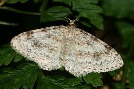 Attēlu rezultāti vaicājumam “Hydrelia sylvata”