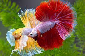 Image result for ikan