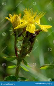 Attēlu rezultāti vaicājumam “Hypericum maculatum”