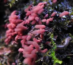 Attēlu rezultāti vaicājumam “Heterotrichia insignis (syn. Arcyria insignis) macro”