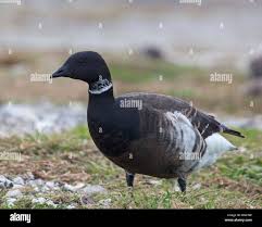 Attēlu rezultāti vaicājumam “Branta bernicla”