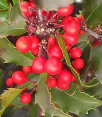 Attēlu rezultāti vaicājumam “Ilex x meserveae”