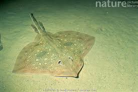 Image result for Raja straeleni