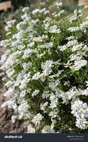 Image result for Schleifenblume