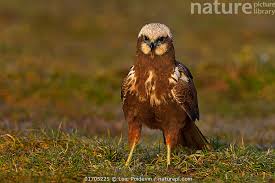 Attēlu rezultāti vaicājumam “Circus aeruginosus”