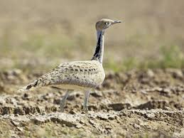 Image result for Chlamydotis macqueenii