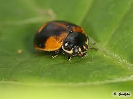 Attēlu rezultāti vaicājumam “Adalia bipunctata imago”