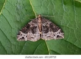 Attēlu rezultāti vaicājumam “Ecliptopera silaceata”