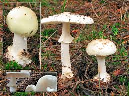 Attēlu rezultāti vaicājumam “Amanita citrina”