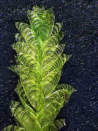 Attēlu rezultāti vaicājumam “Neckera pennata”