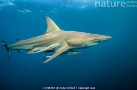 Image result for Carcharhinus limbatus