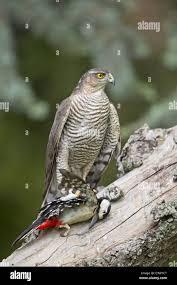 Attēlu rezultāti vaicājumam “Accipiter nisus female”